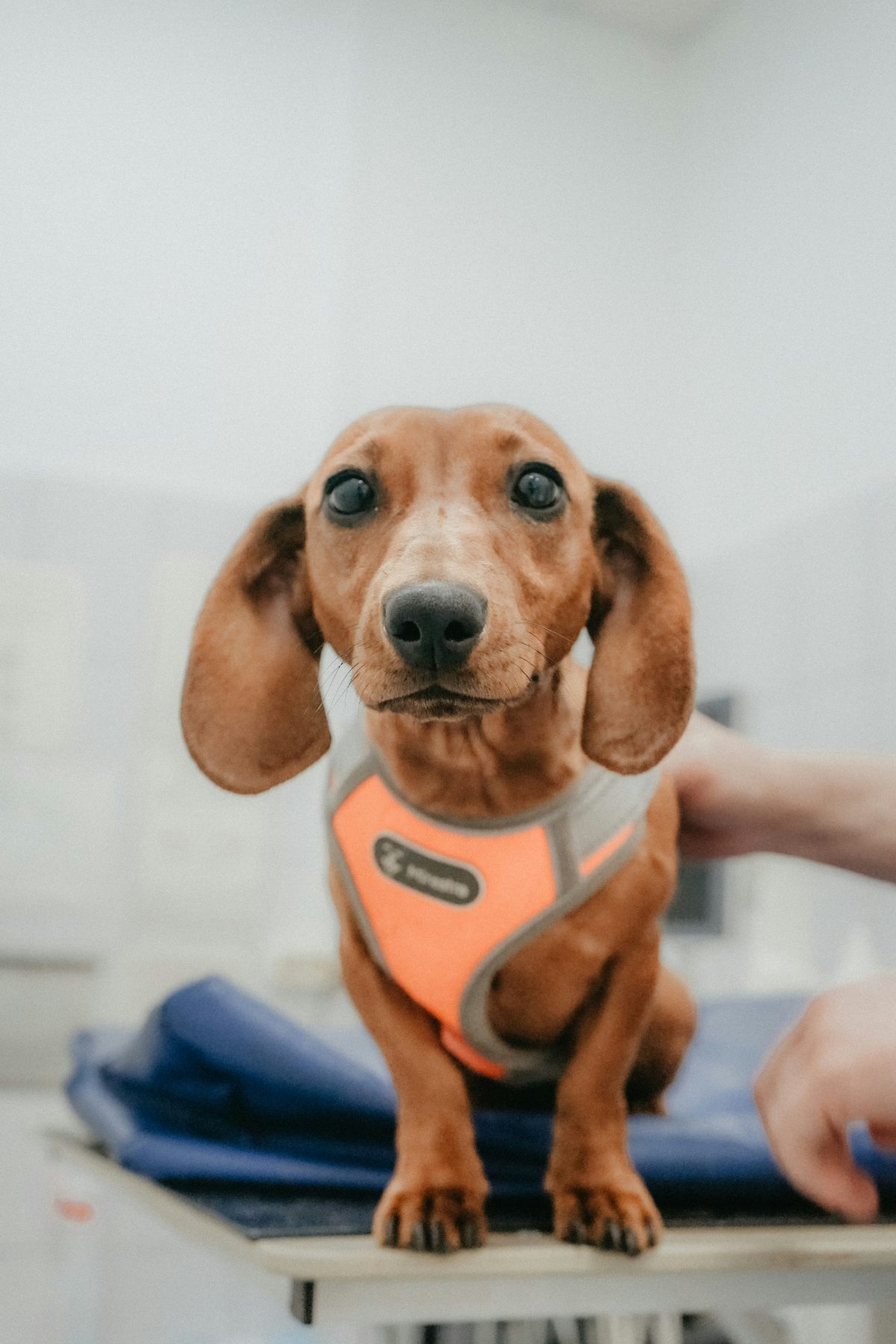 Cachorro dachshund durante su examen