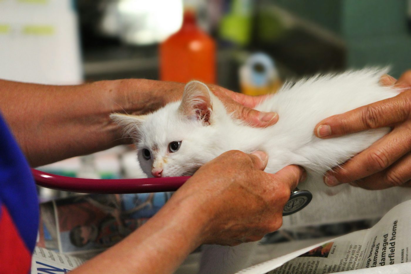 Gatito atendido por un veterinario