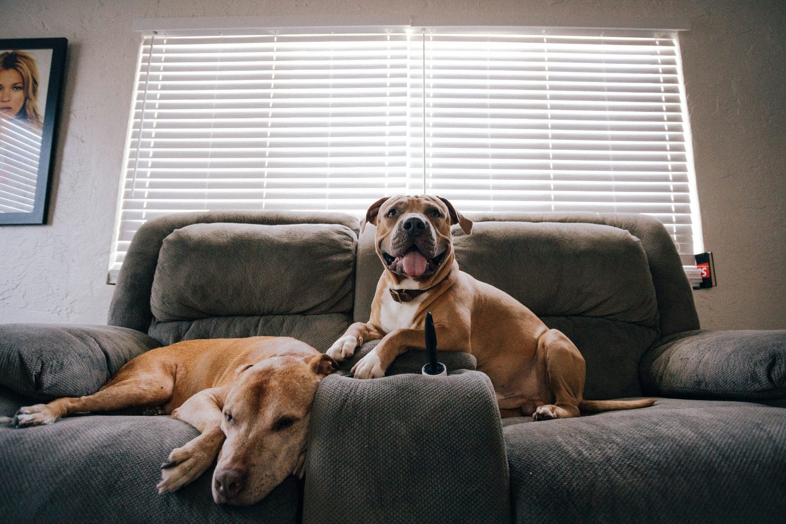 Dos perros descansando en el sofá de su casa