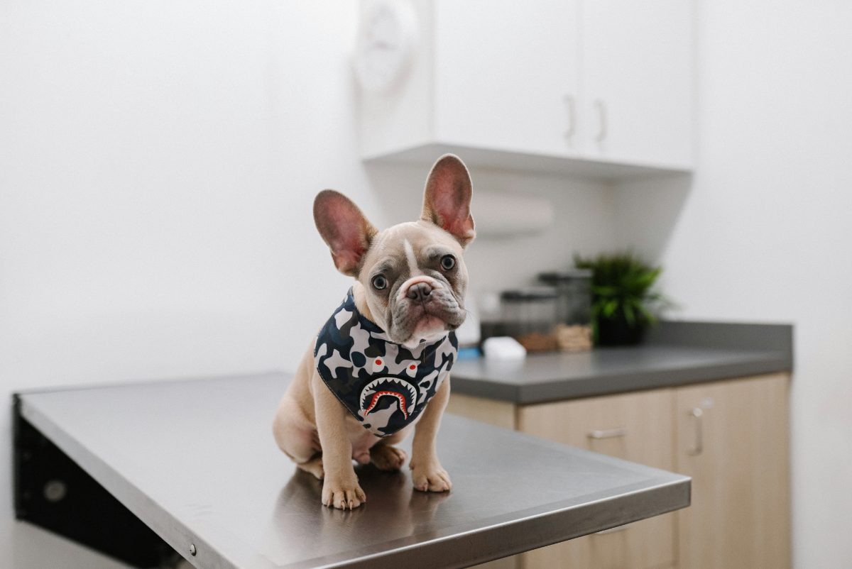 Bulldog francés cachorro sentado