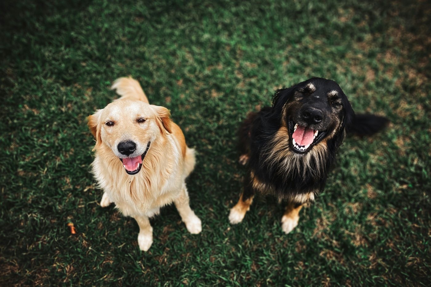 Dos perros felices sentados en el pasto