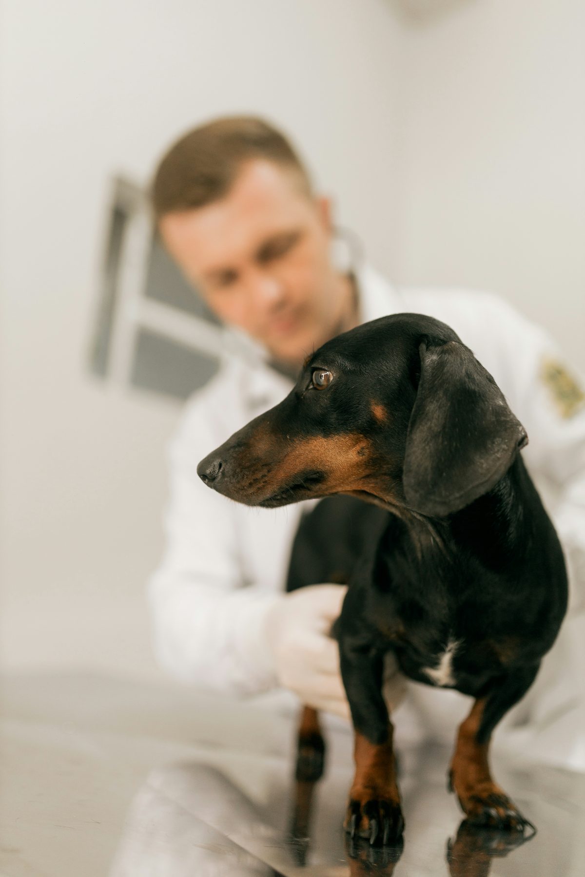 Veterinario revisando a un dachshund